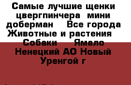 Самые лучшие щенки цвергпинчера (мини доберман) - Все города Животные и растения » Собаки   . Ямало-Ненецкий АО,Новый Уренгой г.